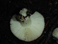 Russula cremoricolor image