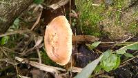 Armillaria puiggarii image