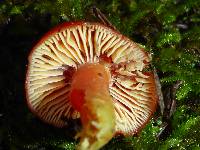 Hygrocybe laetissima image