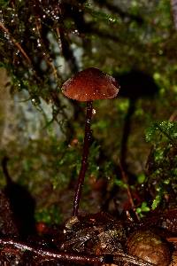 Marasmius plicatulus image