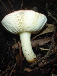 Russula cremoricolor image