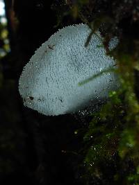 Pseudohydnum gelatinosum image