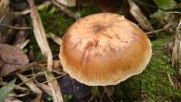 Armillaria puiggarii image