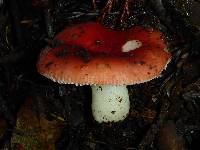 Russula cremoricolor image