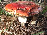 Amanita muscaria image