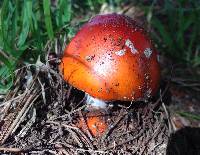 Amanita muscaria image
