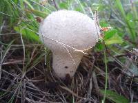 Lycoperdon perlatum image