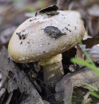 Amanita pantherina image