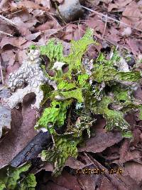 Lobaria pulmonaria image