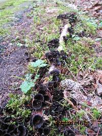 Cyathus striatus image