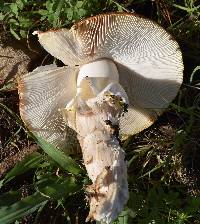 Amanita muscaria subsp. flavivolvata image