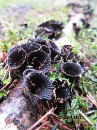 Cyathus striatus image