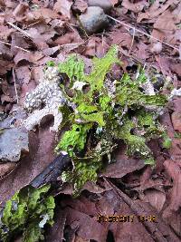 Lobaria pulmonaria image