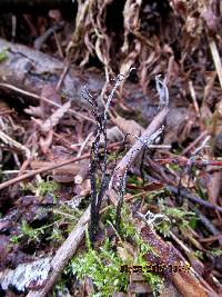 Xylaria hypoxylon image