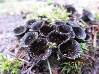 Cyathus striatus image