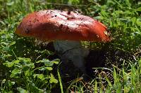 Amanita muscaria subsp. flavivolvata image