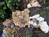 Trametes versicolor image