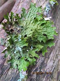 Lobaria pulmonaria image