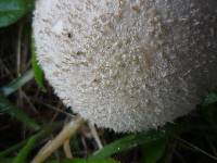 Lycoperdon perlatum image