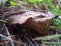 Lycoperdon perlatum image