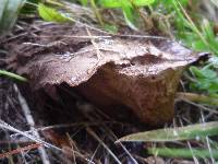 Lycoperdon perlatum image