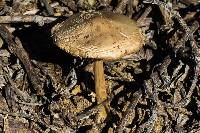 Volvariella gloiocephala image