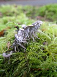 Peltigera membranacea image