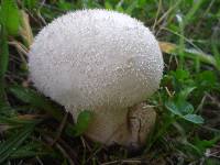 Lycoperdon perlatum image