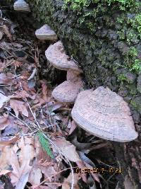 Ganoderma applanatum image