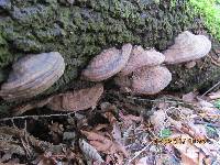 Ganoderma applanatum image