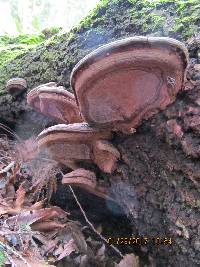 Ganoderma applanatum image