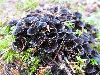 Cyathus striatus image