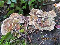 Trametes versicolor image