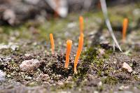 Clavulinopsis laeticolor image