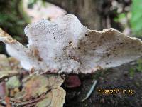 Trametes versicolor image