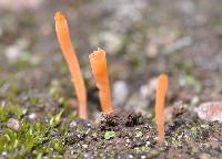 Clavulinopsis laeticolor image