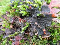 Peltigera membranacea image