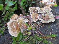 Trametes versicolor image