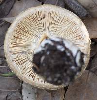 Amanita pantherina image