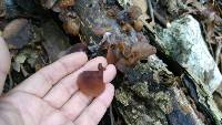 Auricularia americana image