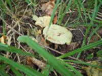 Boletus subtomentosus image