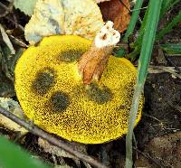 Boletus subtomentosus image