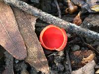 Sarcoscypha coccinea image