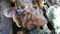 Auricularia americana image