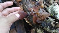 Auricularia americana image