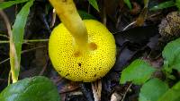 Boletus curtisii image