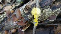 Tremella mesenterica image