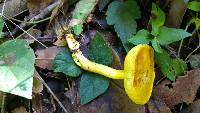 Boletus curtisii image