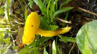 Boletus curtisii image