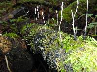 Xylaria hypoxylon image